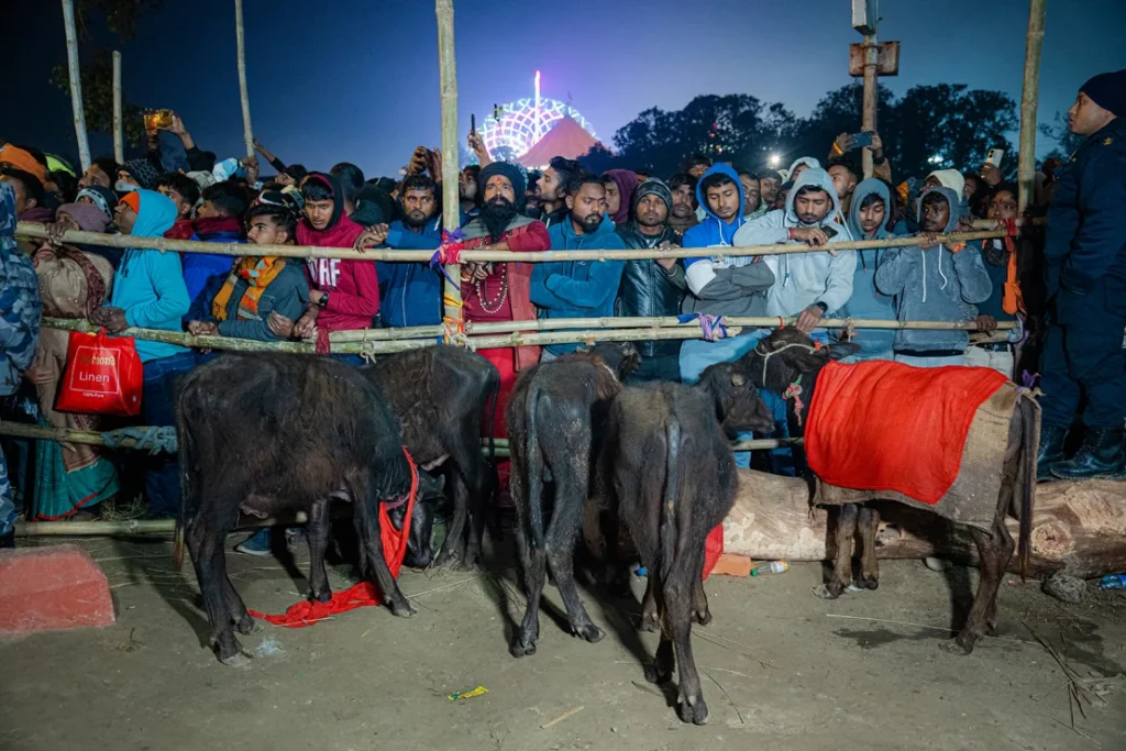 Animal rights groups are urging the Nepalese government to end the mass slaughter of animals at the Gadhimai festival, which has seen thousands of animals, including buffaloes, goats, and pigeons, sacrificed as part of religious rituals. The festival, held every five years in Bariyarpur village near the Nepal-India border, is a significant event for devotees who believe that offering sacrifices to the Goddess Gadhimai will bring them good fortune or fulfill their wishes. The Humane Society International (HSI) estimates that at least 4,200 buffaloes and thousands of other animals were killed during the festival. Despite a 2016 ruling by Nepal's Supreme Court to phase out animal sacrifices, activists argue that not enough has been done to halt the practice. Shyam Prasad Yadav, the mayor of Gadhimai, defended the event, stating that government officials have been working to reduce the scale of the sacrifices. While animal rights groups have been campaigning for years to end the practice, they face strong resistance from locals who see the sacrifice as a long-standing tradition. Many in the community, such as Upendra Kushwaha, whose family has participated for generations, believe the sacrifice brings safety and goodwill. However, animal rights groups, including HSI, have called the event a "massacre," with some describing it as the most horrific ritual they've witnessed. Efforts to reduce the scale of the sacrifices have shown some progress. According to Shristi Bhandari, executive director of the Jane Goodall Institute Nepal (JGIN), the temple has begun offering alternatives, such as monetary donations in place of animal sacrifices, which have been met with increasing acceptance, especially among women. In addition to local efforts, international campaigns have focused on stopping the smuggling of animals to the festival. Activists have worked with Indian authorities to intercept animals at the border, rescuing more than 750 animals this year alone, including buffaloes, goats, and pigeons. While progress has been made in raising awareness and offering alternatives to sacrifice, activists argue that the practice must be entirely banned to protect animals from needless suffering. With the border being porous and no official ban in place in Nepal, activists continue to work on the ground to change attitudes and reduce the number of animals sacrificed in future festivals.