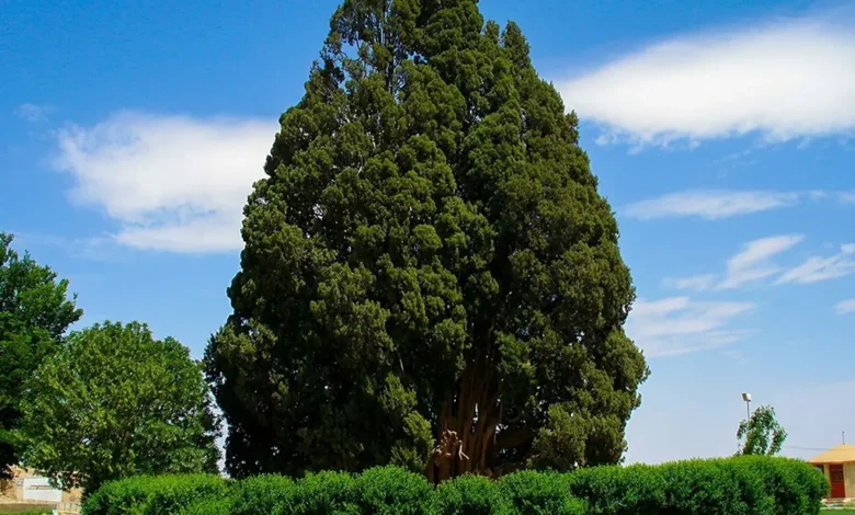 Sarv-e Abarkuh: Iran's 4,500-Year-Old Cypress Tree